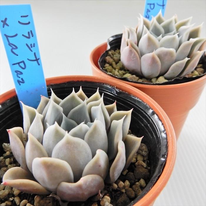 ノバ×リラシナ）×ざわわ おらいさん苗 多肉 ノバ×リラシナ）×ざわわ お