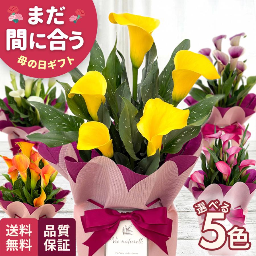 母の日 ギフト 花 選べる カラー 5色 5号鉢 送料無料 母の日 プレゼント 鉢植え best 日本花キ流通（Yahoo!・フラワーネット日本花キ流通）