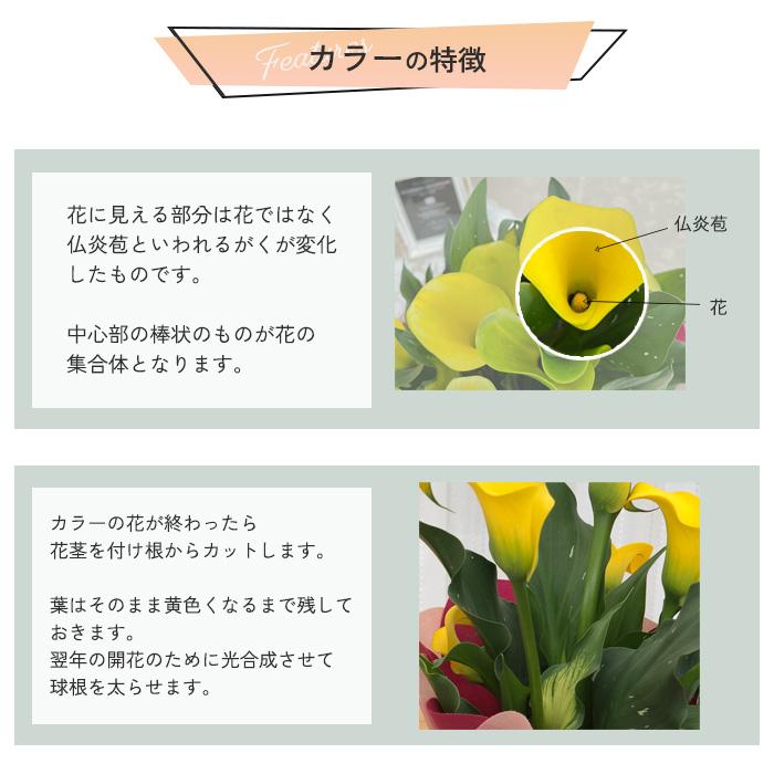 【遅れてごめんね】母の日 プレゼント カラー イエロー 5号鉢 送料無料 母の日ギフト 花 鉢植え best｜flower-net｜11