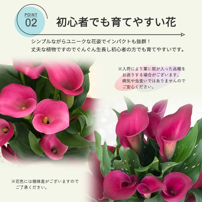 【遅れてごめんね】母の日 プレゼント カラー ピンク 5号鉢 送料無料 母の日ギフト 花 鉢植え best｜flower-net｜04