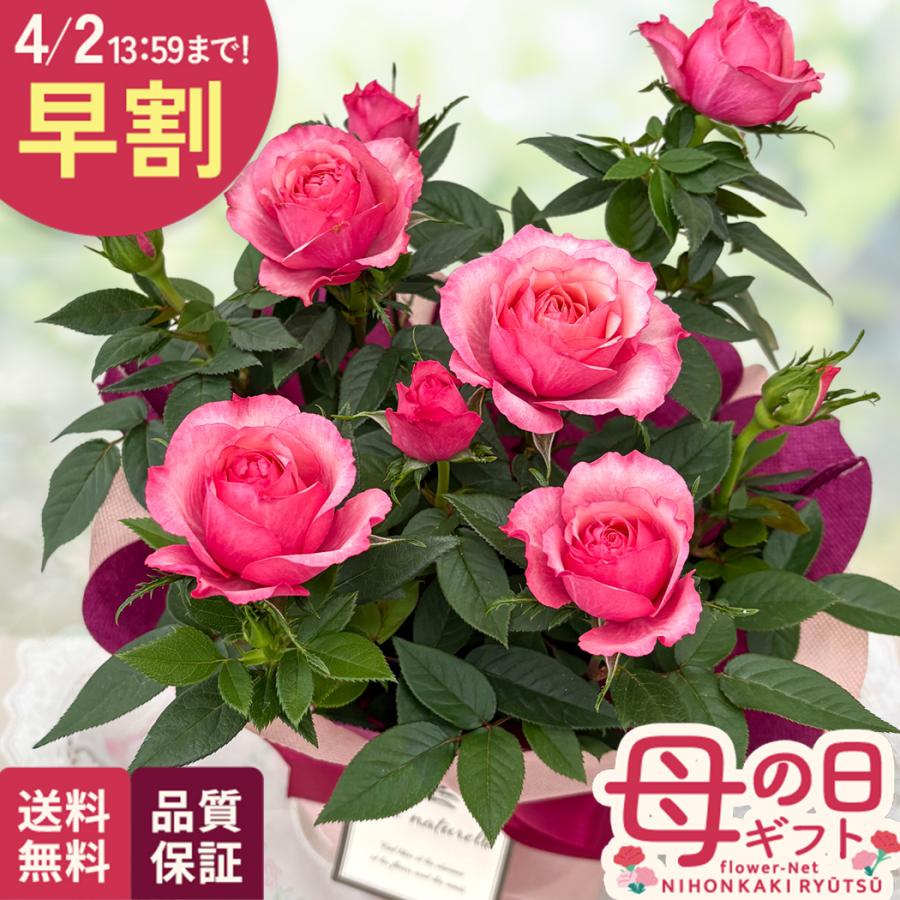 母の日 ギフト ミニバラ タマラコルダーナ 5号鉢 送料無料 贈り物 プレゼント 花 鉢植え 母の日21 Z フラワーネット日本 花キ流通 通販 Yahoo ショッピング