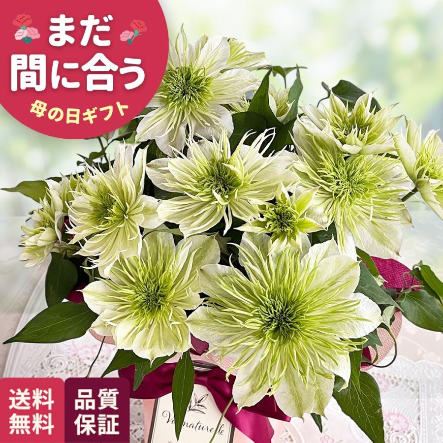 母の日 ギフト 花 クレマチス 華川 5号鉢 送料無料 母の日 プレゼント 鉢植え 日本花キ流通（Yahoo!・フラワーネット日本花キ流通）