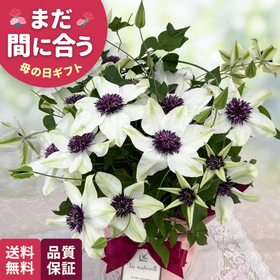 母の日 ギフト 花 クレマチス テッセン 5号鉢 送料無料 母の日 プレゼント 鉢植え 日本花キ流通（Yahoo!・フラワーネット日本花キ流通）