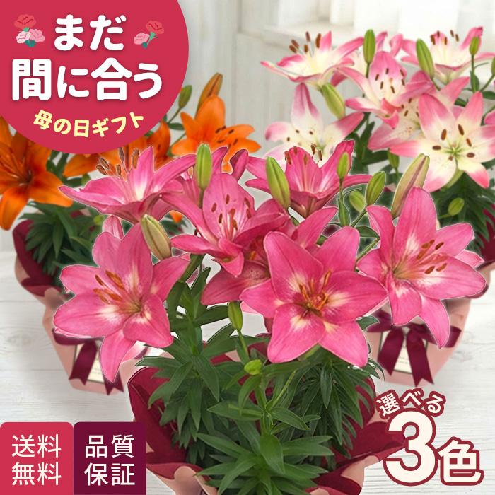 母の日 ギフト 花 選べる ユリ 3色 5号鉢 送料無料 母の日ギフト 贈り物 プレゼント 百合 花 鉢植え best 日本花キ流通（Yahoo!・フラワーネット日本花キ流通）