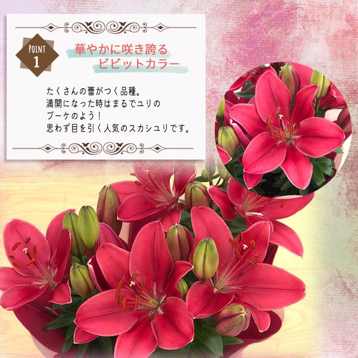 母の日 ギフト ユリ レッド 早割 母の日 ギフト 贈り物 プレゼント ゆり 百合 5号鉢 送料無料 花 鉢植え 母の日21 Z フラワーネット日本花キ流通 通販 Yahoo ショッピング