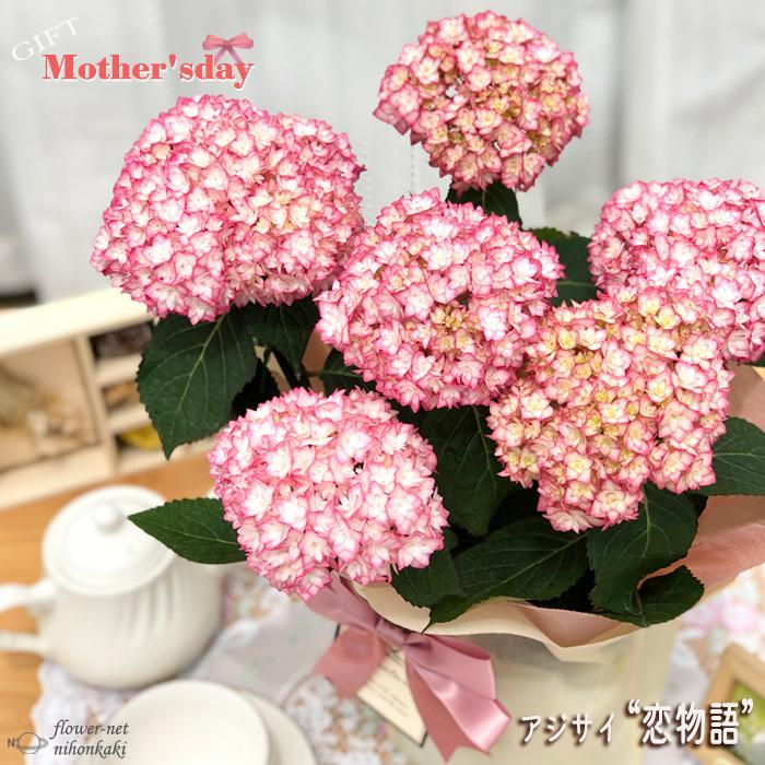 遅れてごめんね 母の日 ギフト アジサイ 恋物語 ピンク ギフト 贈り物 プレゼント あじさい 紫陽花 5号鉢 送料無料 花 鉢植え Z フラワーネット日本花キ流通 通販 Yahoo ショッピング