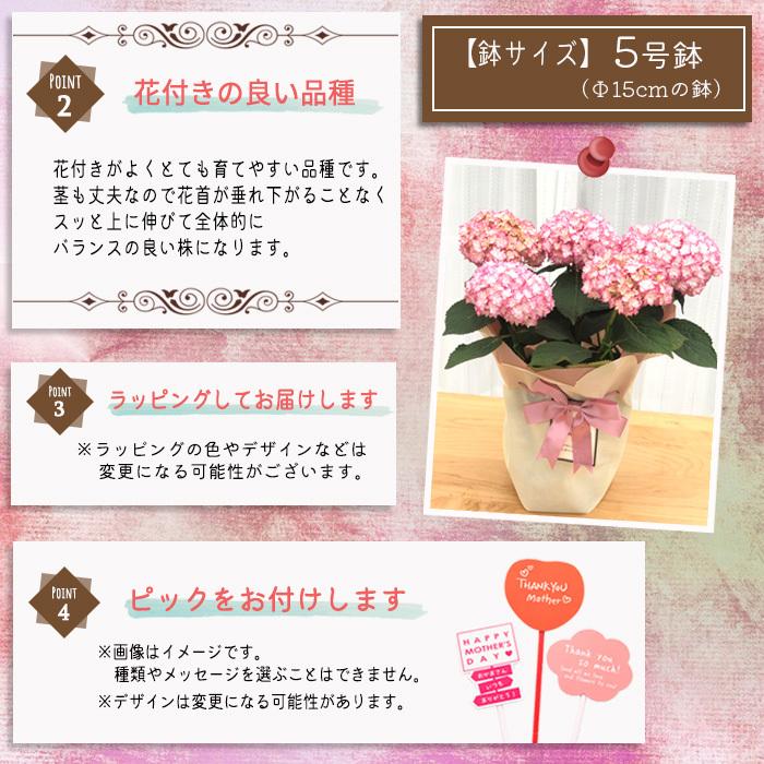 遅れてごめんね 母の日 ギフト アジサイ 恋物語 ピンク ギフト 贈り物 プレゼント あじさい 紫陽花 5号鉢 送料無料 花 鉢植え Z フラワーネット日本花キ流通 通販 Yahoo ショッピング