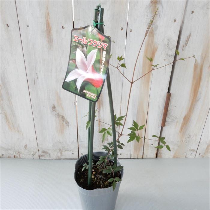 四季咲き クレマチス エールフクシマ 苗 宿根草 10 5cmポット Z フラワーネット日本花キ流通 通販 Yahoo ショッピング