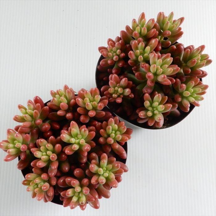 新発売 セダム オーロラベリー 【レッドベリー錦】 札付き セダム