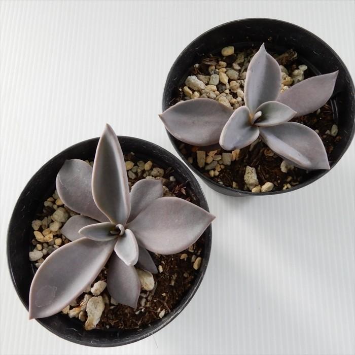 多肉植物 Skエケベリア ロドルフィー 多肉植物 エケベリア 7 5cmポット Z フラワーネット日本花キ流通 通販 Yahoo ショッピング