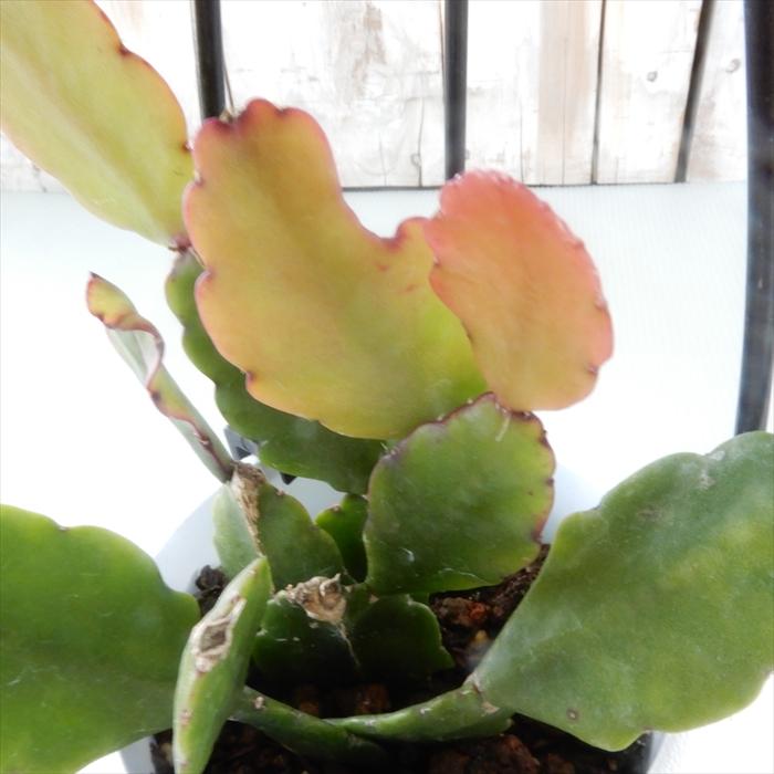 多肉植物 リプサリス ロブスタ 3号鉢 吊り鉢 観葉植物 インテリア おしゃれ Z フラワーネット日本花キ流通 通販 Yahoo ショッピング