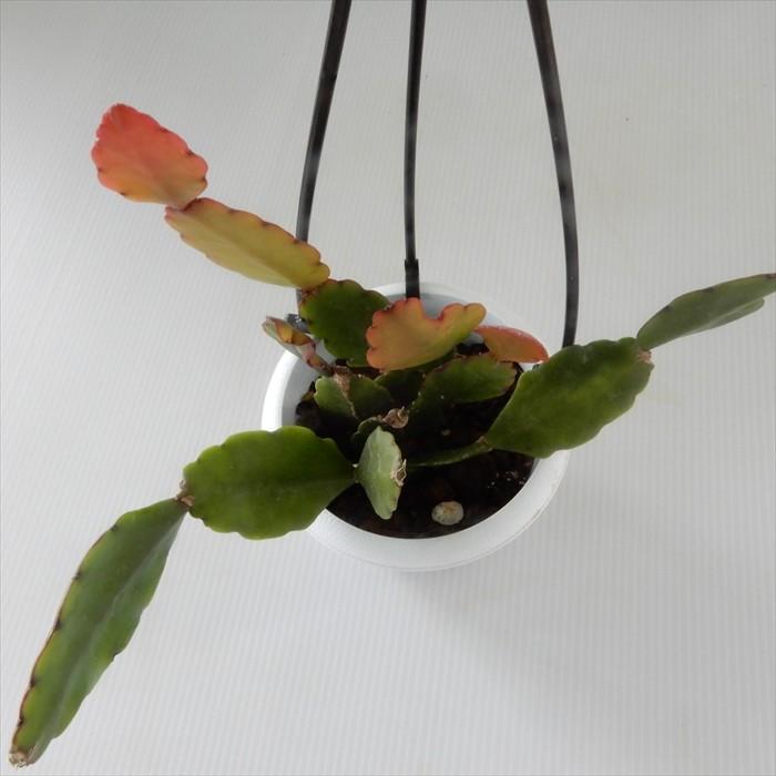 多肉植物 リプサリス ロブスタ 3号鉢 吊り鉢 観葉植物 インテリア おしゃれ Z フラワーネット日本花キ流通 通販 Yahoo ショッピング