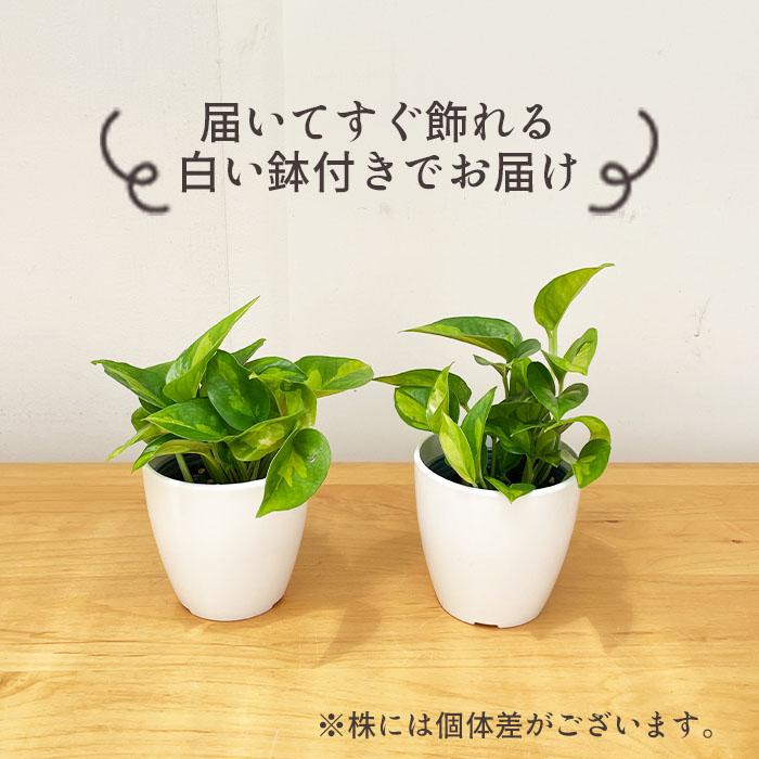 日本花キ流通 観葉植物 cot ポトス グローバルグリーン 3.5号鉢 観葉
