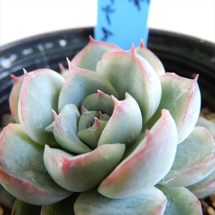 多肉植物 oriエケベリア 白蓮華×ブルーベリームーン おらいさん苗
