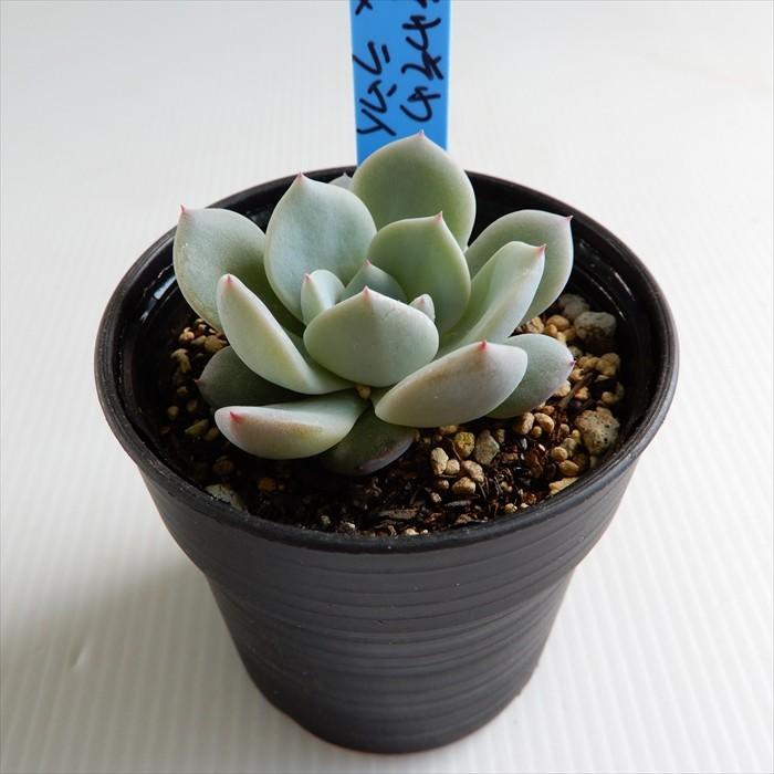 多肉植物 oriエケベリア そわそわ×ラウイ おらいさん苗エケベリア 6cm
