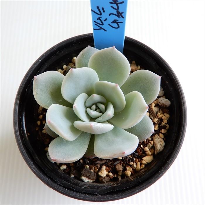 多肉植物 oriエケベリア そわそわ×ラウイ おらいさん苗エケベリア 6cm