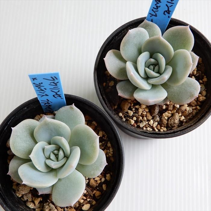 多肉植物 Oriエケベリア ラウリンゼ シムランスブスタマンテ 多肉植物 おらいさん苗エケベリア 6cmポット Z フラワーネット日本花キ流通 通販 Yahoo ショッピング