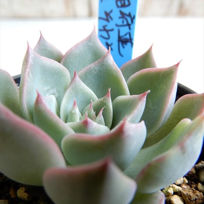 多肉植物 Oriエケベリア 相府蓮 そわそわ 多肉植物 おらいさん苗エケベリア 6cmポット Z フラワーネット日本花キ流通 通販 Yahoo ショッピング