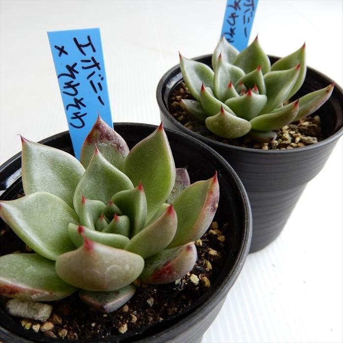 多肉植物 エケベリア 多肉植物 oriエケベリア エボニー×そわそわ おらいさん苗エケベリア