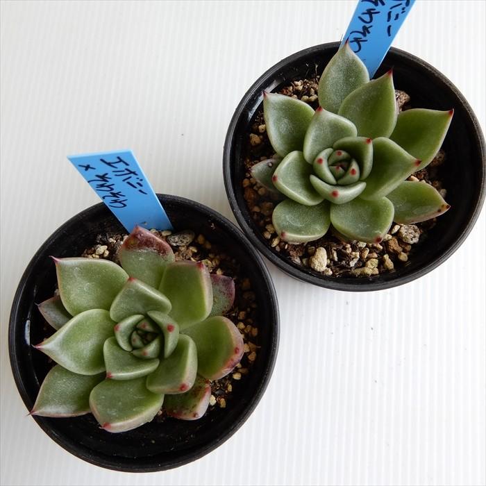 多肉植物 oriエケベリア エボニー×そわそわ おらいさん苗エケベリア