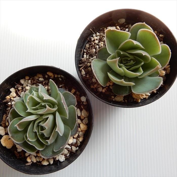 多肉植物 Skエケベリア サンタバーバラ 多肉植物 エケベリア 7 5cmポット Z フラワーネット日本花キ流通 通販 Yahoo ショッピング