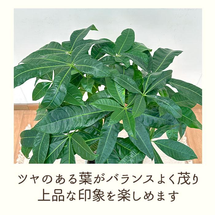 日本花キ流通 観葉植物 パキラ グラブラ 編み込み 6号鉢 送料無料 観葉