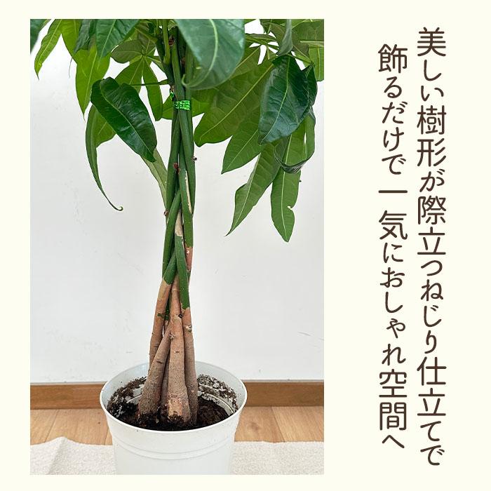 日本花キ流通 観葉植物 パキラ グラブラ 編み込み 6号鉢 送料無料 観葉