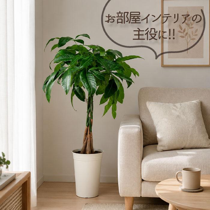日本花キ流通 観葉植物 パキラ グラブラ 編み込み 6号鉢 送料無料 観葉