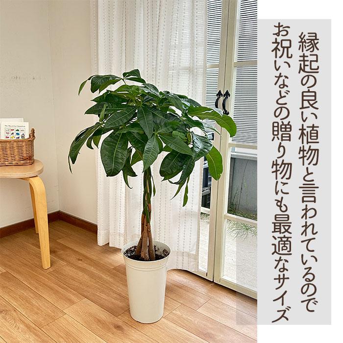 日本花キ流通 観葉植物 パキラ グラブラ 編み込み 6号鉢 送料無料 観葉