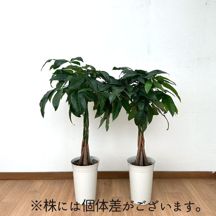 日本花キ流通 観葉植物 パキラ グラブラ 編み込み 6号鉢 送料無料 観葉