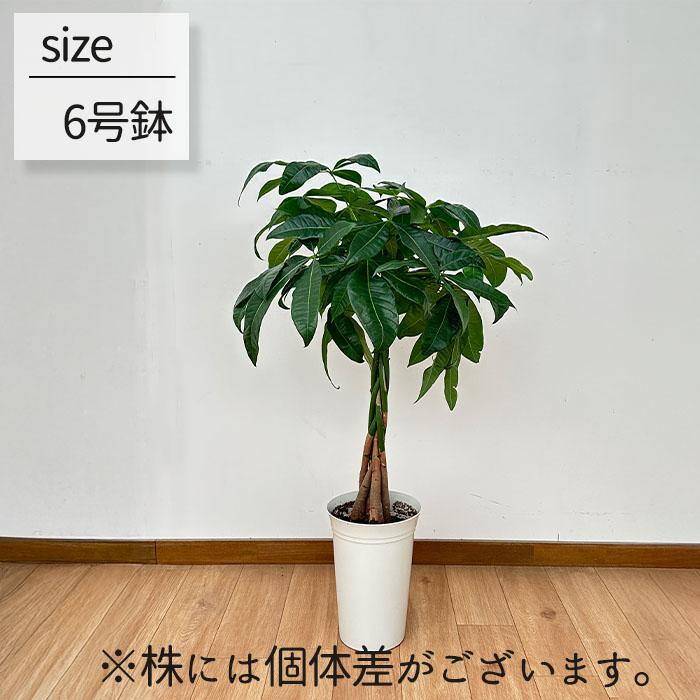 日本花キ流通 観葉植物 パキラ グラブラ 編み込み 6号鉢 送料無料 観葉
