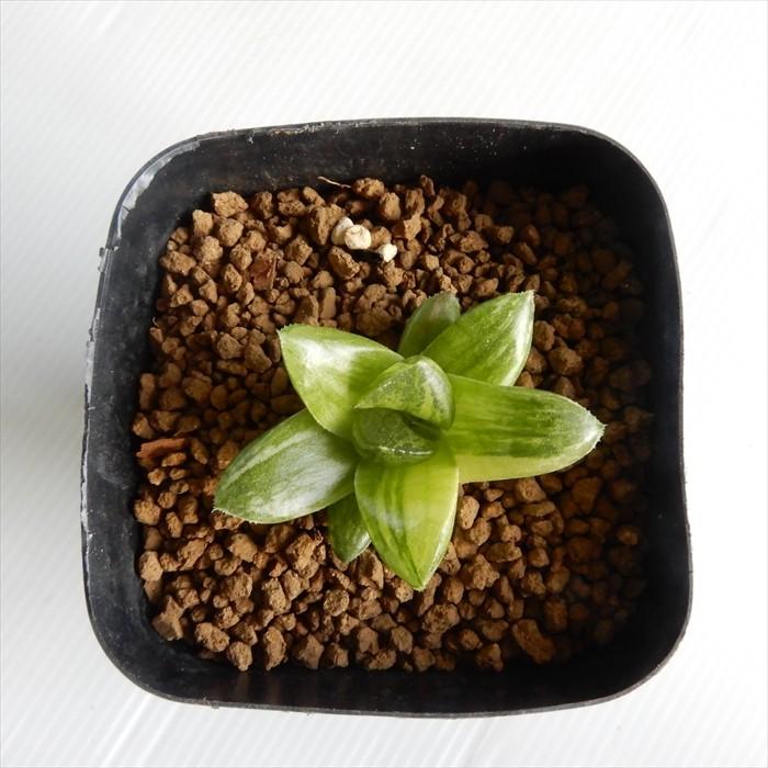 多肉植物 niハオルチア オブツーサ交配種錦 カクテル RU2 多肉植物 niハオルチア オブツーサ交配種錦 カクテル RU2