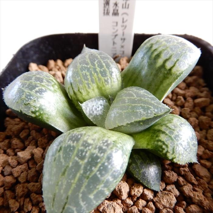 多肉植物 Niハオルチア 新緑山 レツーサ コンプト N水晶コンプトニアーナ 実生選抜 多肉植物 カクタスニシさん苗 ハオルチア 0326 43 現品販売 7 5cmポッ Z フラワーネット日本花キ流通 通販 Yahoo ショッピング