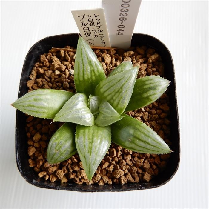 多肉植物 Niハオルチア レッドブル アトロフスカ オブツーサ 白夜ムチカ ブル白夜 Ns 2 5 多肉植物 カクタスニシさん苗 ハオルチア 0326 44 現品販売 Z フラワーネット日本花キ流通 通販 Yahoo ショッピング