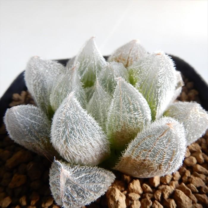 格安即決 多肉植物 Niハオルチア 特大 特ダルマ ベヌスタ モンロー 多肉植物 カクタスニシさん苗 ハオルチア 7 5cmポット Z フラワーネット日本花キ流通 通販 Yahoo ショッピング 肌触りがいい Www Jolimmo Ch