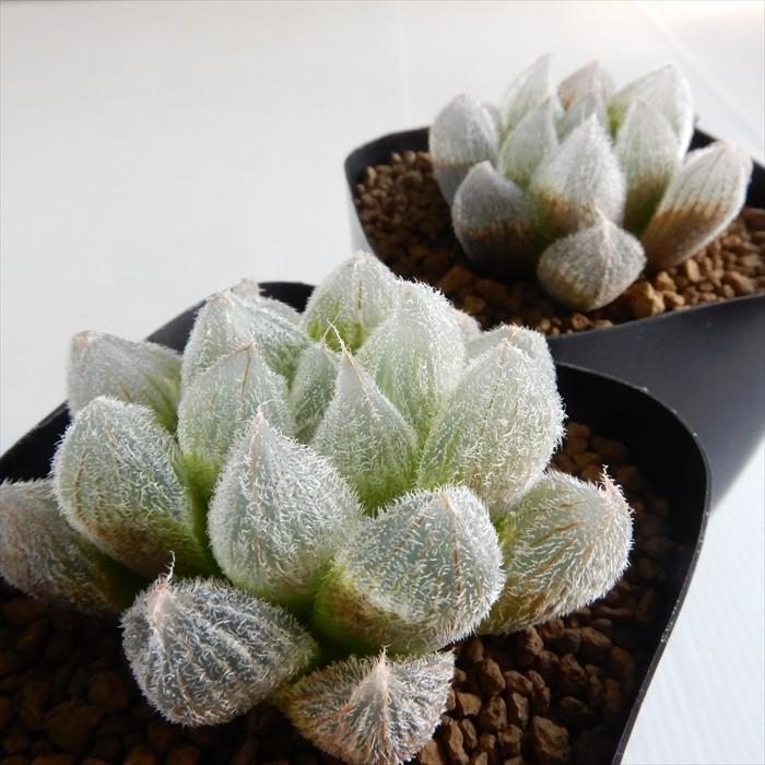 格安即決 多肉植物 Niハオルチア 特大 特ダルマ ベヌスタ モンロー 多肉植物 カクタスニシさん苗 ハオルチア 7 5cmポット Z フラワーネット日本花キ流通 通販 Yahoo ショッピング 肌触りがいい Www Jolimmo Ch