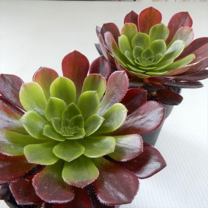 多肉植物 Hmアエオニウム フェスティバル 多肉植物 アエオニウム 6cmポット Z フラワーネット日本花キ流通 通販 Yahoo ショッピング