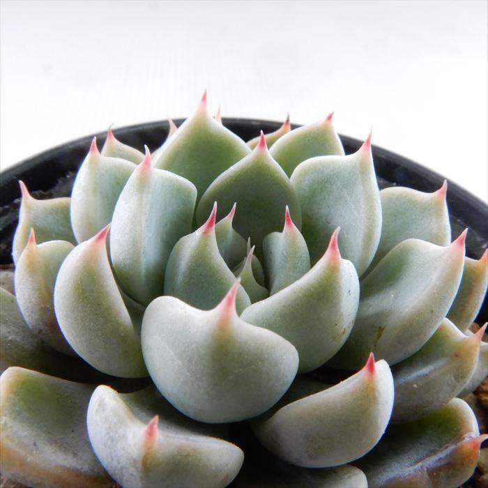 日本花キ流通 多肉植物 hmエケベリア 七福のバラ 多肉植物 エケベリア