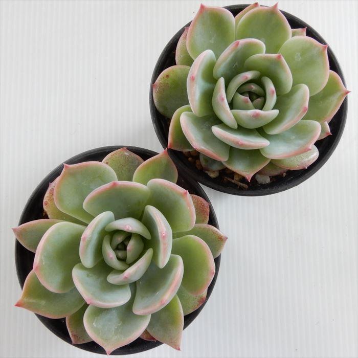 日本花キ流通 多肉植物 hmエケベリア マリア 多肉植物 エケベリア 6cm