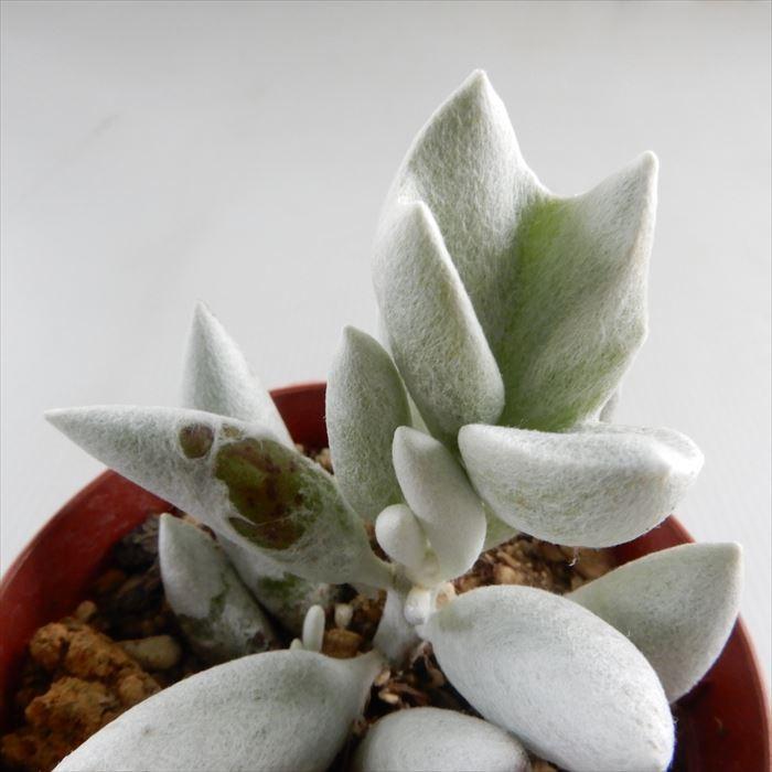 日本花キ流通 多肉植物 caセネシオ 銀月 モンスト 多肉植物 セネキオ