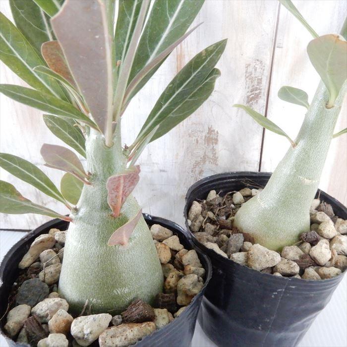 多肉植物 Caアデニウム ソマレンセ 多肉植物 コーデックス 9cmポット Z フラワーネット日本花キ流通 通販 Yahoo ショッピング