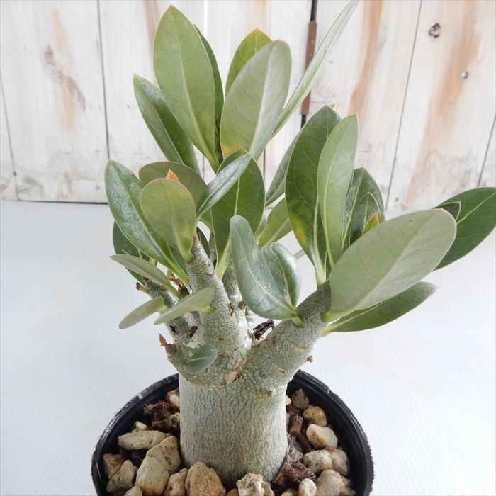 多肉植物 Caアデニウム ソコトラナム 多肉植物 コーデックス 9cmポット Z フラワーネット日本花キ流通 通販 Yahoo ショッピング