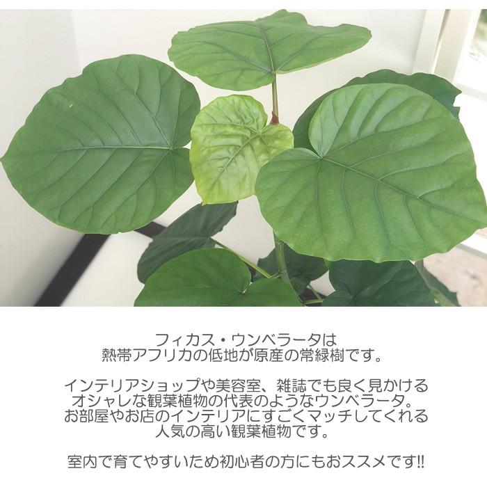 フィカス ウンベラータ 6号鉢 送料無料 苗 観葉植物 インテリア おしゃれ｜flower-net｜02