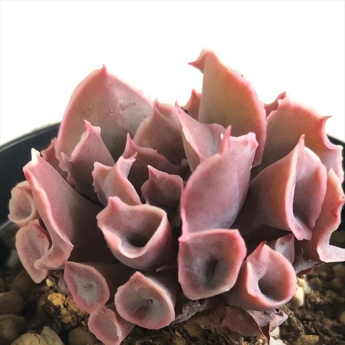 多肉植物 Swkエケベリア トランペット ピンキー 多肉植物 エケベリア 7 5cmポット Z フラワーネット日本花キ流通 通販 Yahoo ショッピング