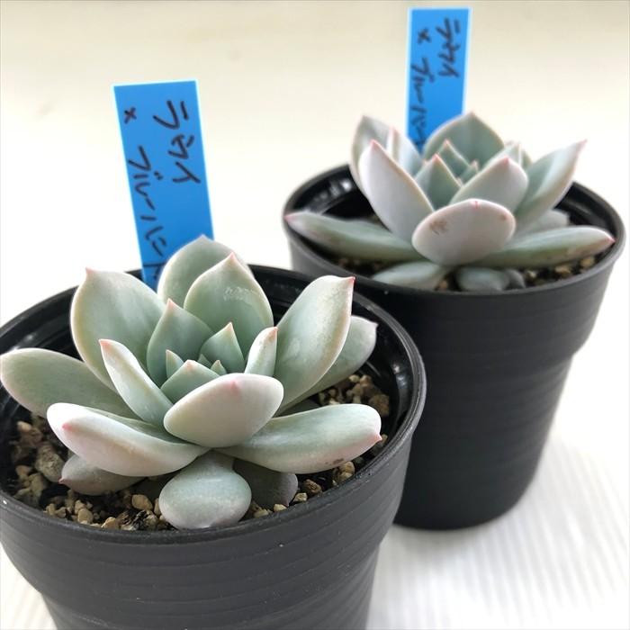 多肉植物 oriエケベリア ラウイ×ブルーバード おらいさん苗エケベリア
