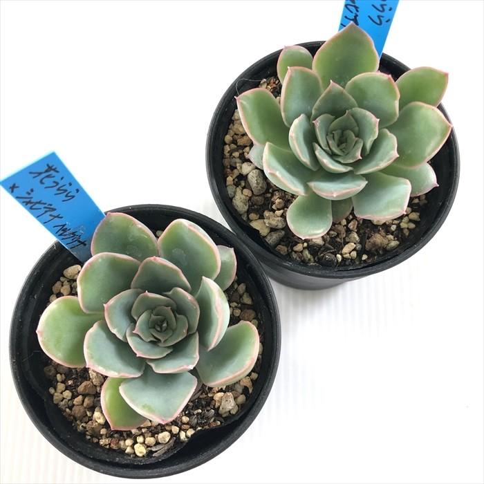 花うらら シャビアナペレグレナ 多肉植物 おらいさん苗 その他 Www Bloompsychologyservices Com