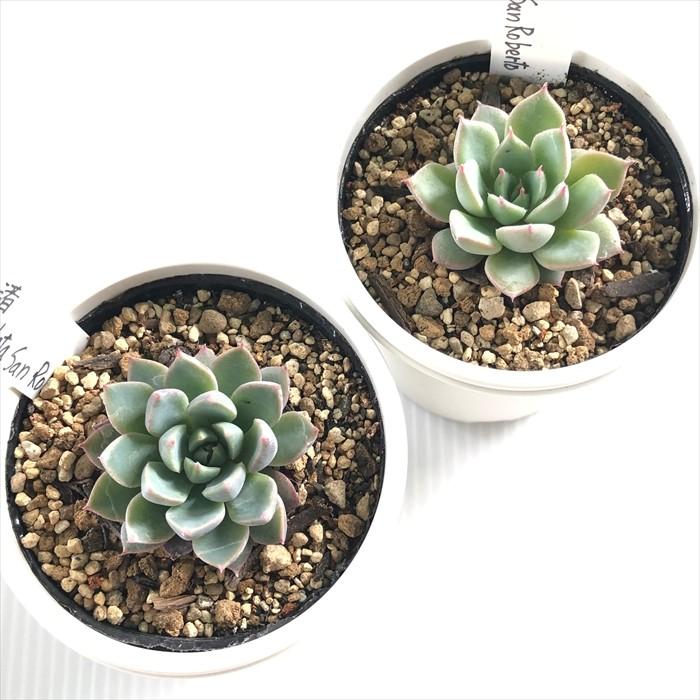 多肉植物 Yukエケベリア 青い渚 Cuspidata San Roberto 多肉植物 優木園さんの苗 エケベリア 6cmポット Z フラワーネット日本花キ流通 通販 Yahoo ショッピング