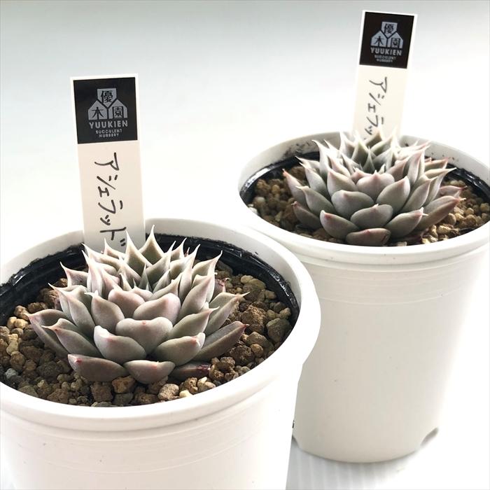 多肉植物 yukエケベリア アシェラッド 優木園さんの苗 命名株 送料無料