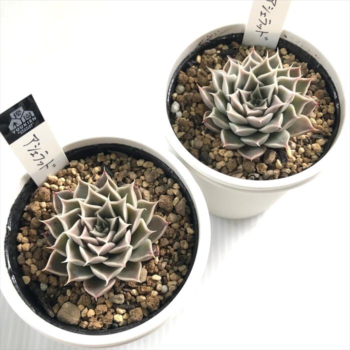 多肉植物 yukエケベリア アシェラッド 優木園さんの苗 命名株 送料無料