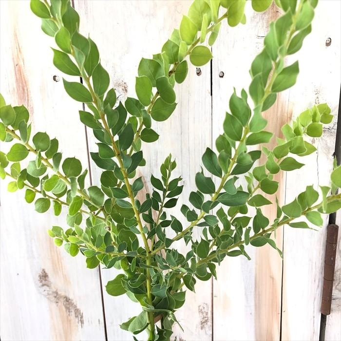 アカシア ウィーピングワトル 観葉植物 10 5cmポット 苗木 花苗 Z フラワーネット日本花キ流通 通販 Yahoo ショッピング